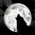 Avatar di Sallywolf
